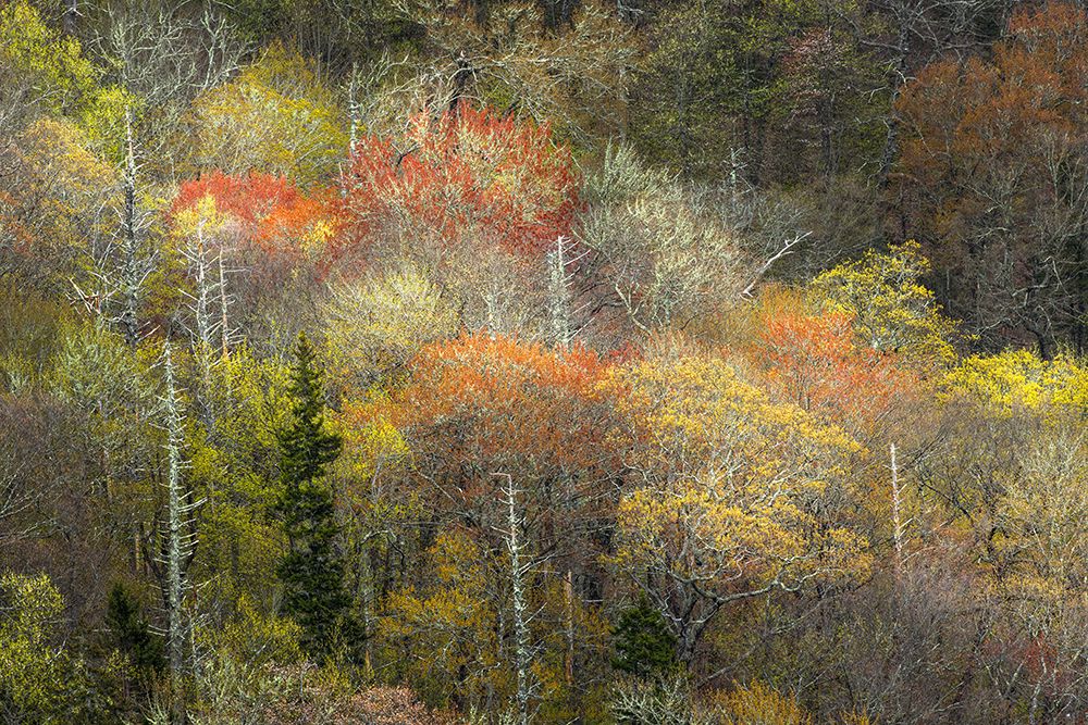 Spring foliage on mountain forest, Great Smoky Mountains National Park, Tennessee